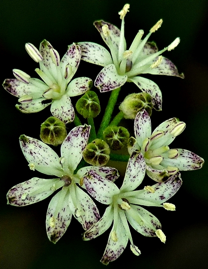 {Clintonia umbellulata}